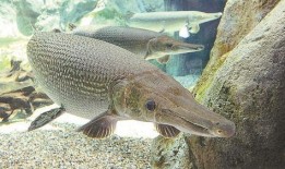 新闻爆料鳄雀鳝,鳄雀鳝在我国的生态威胁与应对策略